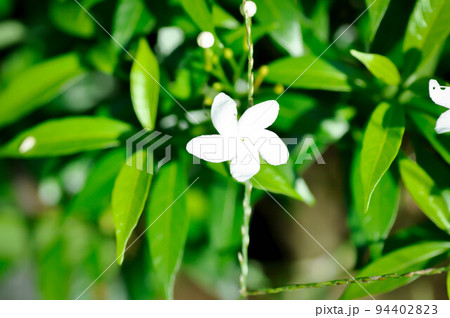 white flower white flower 94402823