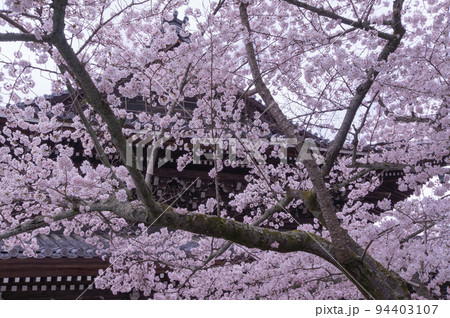 南禅寺の桜、京都府京都市左京区南禅寺 南禅寺の桜、京都府京都市左京区南禅寺 94403107