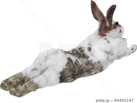 なやましいうさぎのイラスト素材 [94403147] - PIXTA