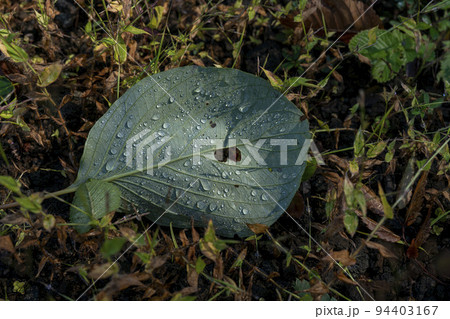 雨の水滴が輝く、草原に落ちたミズキの葉 雨の水滴が輝く、草原に落ちたミズキの葉 94403167