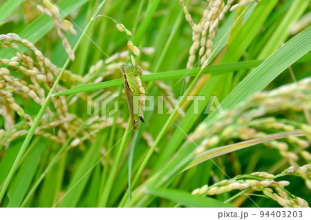 稲穂にイナゴ 稲穂にイナゴ 94403203