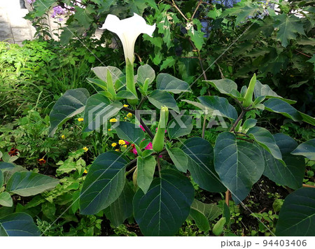 Datura flowers ordinary close-up very delicate and beautiful 94403406
