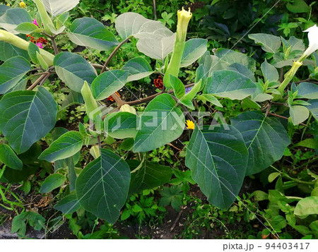 Datura flowers ordinary close-up very delicate and beautiful Datura flowers ordinary close-up very delicate and beautiful 94403417