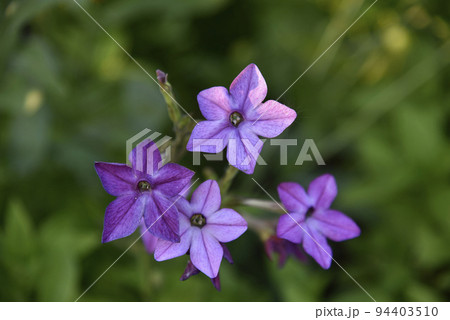 Colorful flowers of fragrant tobacco Nicotiana alata in the garden in summer. Beautiful tobacco flowers in the evening. Colorful flowers of fragrant tobacco Nicotiana alata in the garden in summer. Beautiful tobacco flowers in the evening. 94403510