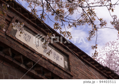 ねじりまんぽと初春の桜、京都府京都市東山区 94403511
