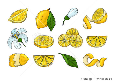 Lemon, citrus fruits, lemonade ingredients, yellow whole fruit, half piece of feel, zest and flowers, green leaves. Sour juice logo, hand drawn delicious cut food, vitamin C sign. Vector cartoon icons 94403634