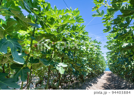 いちじく畑 いちじく畑 94403884