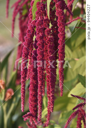 Decorative amaranth flowers on a green bush in a summer garden. Beautiful red hanging amaranth flowers. Decorative amaranth flowers on a green bush in a summer garden. Beautiful red hanging amaranth flowers. 94404227