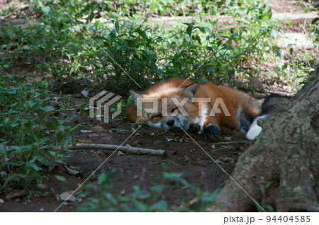 キツネの里③ キツネの里③ 94404585