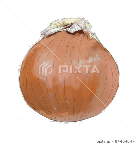 横から見た玉ねぎのスケッチのイラスト素材 [94404647] - PIXTA