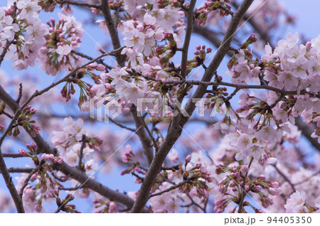蹴上インクライン初春の桜、京都府京都市東山区 蹴上インクライン初春の桜、京都府京都市東山区 94405350