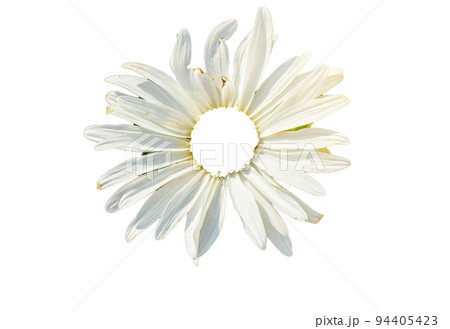 one daisy head surface close up flower isolated on white one daisy head surface close up flower isolated on white 94405423