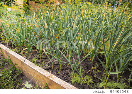 Bed with garlic, young shoots with leaves, wooden fence of the bed, vegetable background 94405548