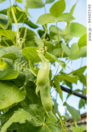 Young bean pods in agricultural fields, growing organic vegetables, vertical photo 94405549