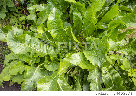 Top view of the horseradish bush close-up. Background of green horseradish leaves Top view of the horseradish bush close-up. Background of green horseradish leaves 94405573