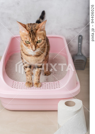 An obedient Bengal cat sits in a cat litter box in a room. 94406026