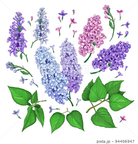Lilac flower set color2 94406947