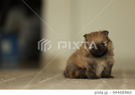 Close-up Portrait of serious and cute red two weeks old pomeranian puppy Close-up Portrait of serious and cute red two weeks old pomeranian puppy 94406960