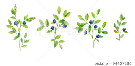Watercolor illustration of blueberry branches with ripe berries. Set of botanical hand drawn elements. Watercolor illustration of blueberry branches with ripe berries. Set of botanical hand drawn elements. 94407286