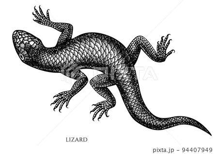 monitor lizard clipart white and black