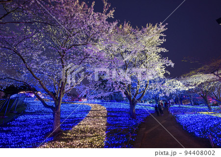 さがみ湖リゾート プレジャーフォレストの桜 さがみ湖リゾート プレジャーフォレストの桜 94408002