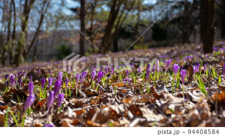 nature background with violet blooming flowers. crocus closeup in the garden on a sunny day in spring season 94408584