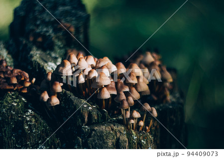 Mycena inclinata mushroom. Cluster of mycena mushrooms on the old stump. Selective focus. Mycena inclinata mushroom. Cluster of mycena mushrooms on the old stump. Selective focus. 94409073