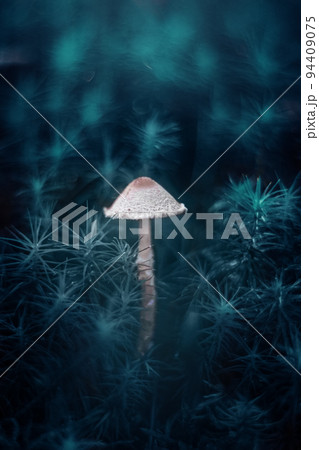 Beautiful mushroom on blue moss background close up. Lepiota cristata. Poisonous mushroom toadstool. Selective focus. 94409075