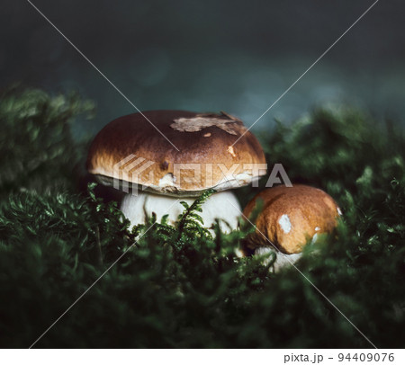 Two boletus on a dark background in the moss. Edible mushroom boletus edulis, penny bun, ceps, porcini in the forest. Beautiful mushroom background. Selective focus. 94409076