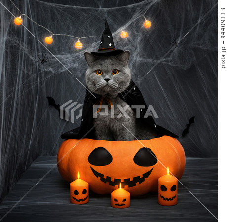 Halloween cat. Cat in a witch hat and mantle...の写真素材