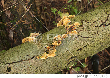 Many fungi on a dead tree, autumn forest  94409459