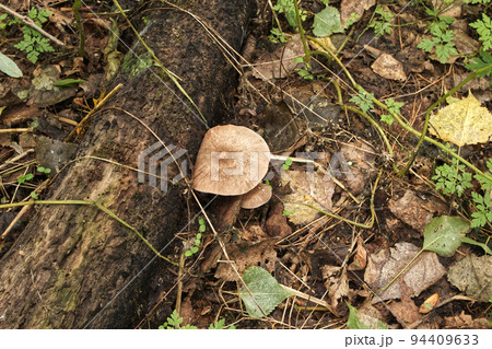 Homophron spadiceum in the autumn forest, fall mushrooms Homophron spadiceum in the autumn forest, fall mushrooms 94409633