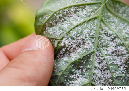 Insect pests, aphid, on the shoots and fruits of plants, Spider mite on flowers. Pepper leaves attacked by malicious insects. Insect pests, aphid, on the shoots and fruits of plants, Spider mite on flowers. Pepper leaves attacked by malicious insects. 94409776