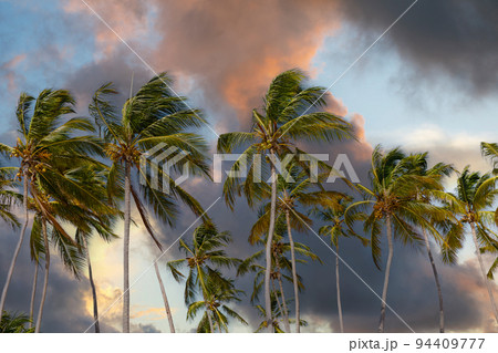 Coconut palm trees against sunset sky and pink clouds. Tropical jungle forest, panoramic nature banner. Idyllic natural landscape, looking up, low point of view. 94409777