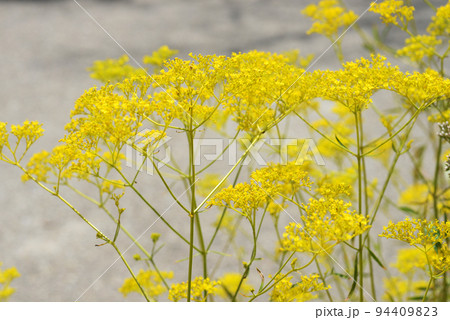 オミナエシ オミナエシ 94409823