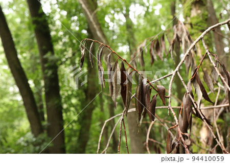Autumn forest, dry leaves, morning Autumn forest, dry leaves, morning 94410059