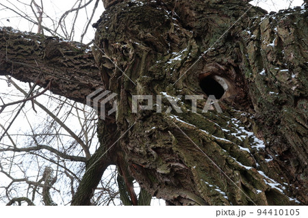 Hollow, tree in the Winter woods	 94410105