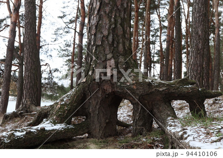 Pine roots in winter forest Pine roots in winter forest 94410106