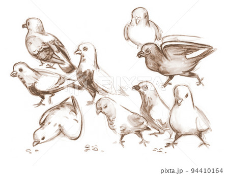 How to draw pigeon step by step || birds drawing easily #how #drawing #art  - YouTube