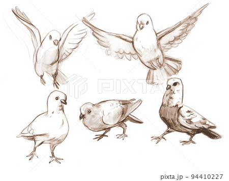 Pigeon Drawing  How To Draw A Pigeon Step By Step