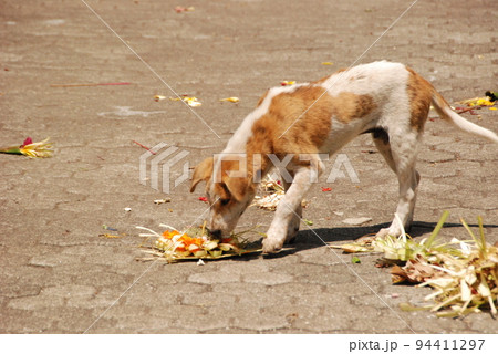 供物を食べる犬（グヌン･カウイ遺跡･バリ島／インドネシア） 94411297