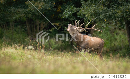 Red deer stag coming out of forest on a meadow while roaring with open mouth Red deer stag coming out of forest on a meadow while roaring with open mouth 94411322