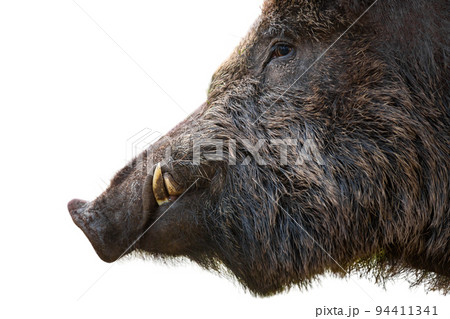 Dangerous wild boar white white tusks looking aside isolated on white background 94411341