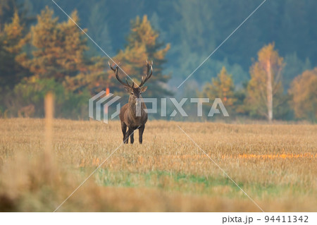 Red deer standing on a stubble field early in the morning and looking around with copy space. 94411342