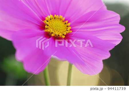 ピンクの花びらのコスモスに近づいて撮影 ピンクの花びらのコスモスに近づいて撮影 94411739