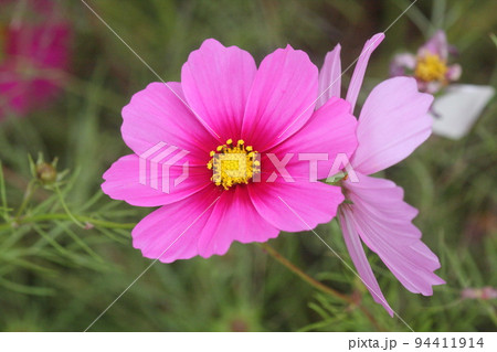 ピンクの花びらを大きく広げるコスモスの花 ピンクの花びらを大きく広げるコスモスの花 94411914