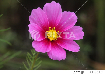 シットリとしたピンク色のコスモスの花 94411918