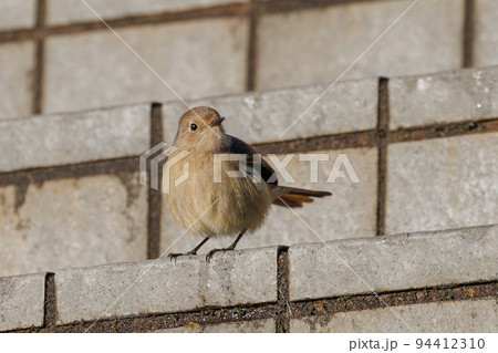 愛らしい仕草の冬鳥 ジョウビタキの雌 94412310