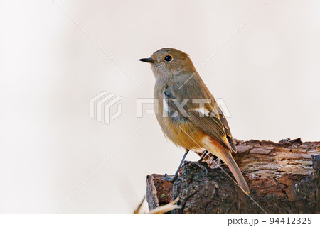 愛らしい仕草の冬鳥 ジョウビタキの雌 愛らしい仕草の冬鳥 ジョウビタキの雌 94412325