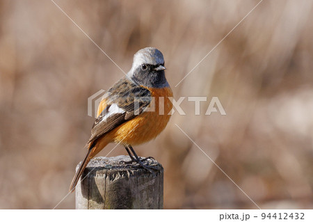 愛らしい仕草の冬鳥 ジョウビタキ 94412432